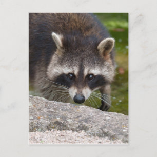 Raccoon macht direkten Augenkontakt Postkarte