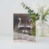 Raccoon macht direkten Augenkontakt Postkarte (Stehend Vorderseite)