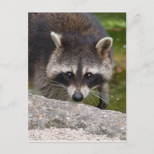 Raccoon macht direkten Augenkontakt Postkarte (Vorderseite)