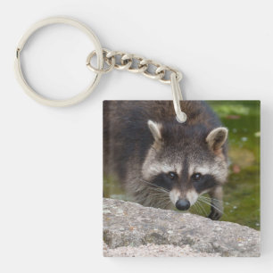 Raccoon macht direkten Augenkontakt Schlüsselanhänger