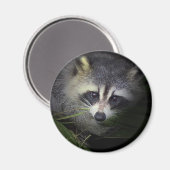 Raccoon Magnet (Vorderseite/Rückseite)