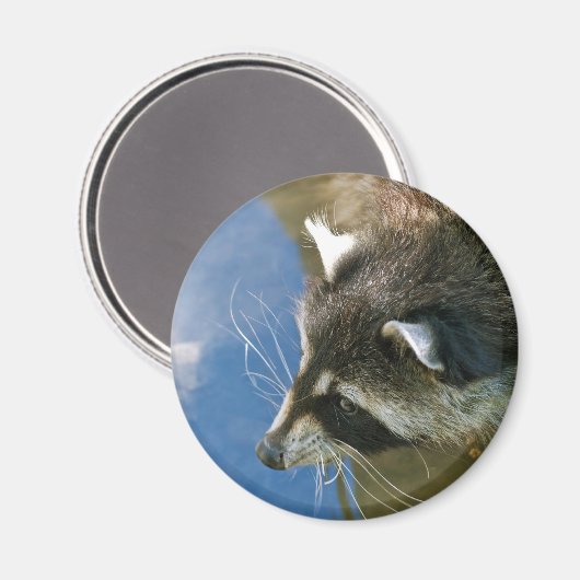 Raccoon Magnet (Vorderseite/Rückseite)