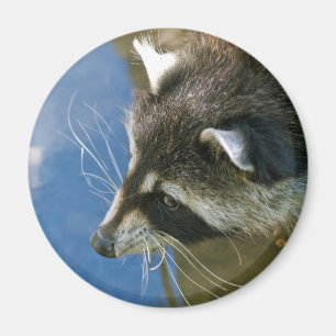 Raccoon Magnet