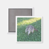Raccoon Magnet (Vorderseite/Rückseite)