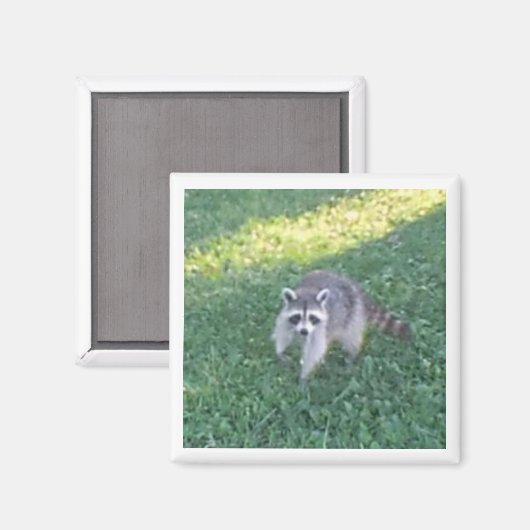 Raccoon Magnet (Vorderseite/Rückseite)