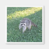 Raccoon Magnet (Vorne)