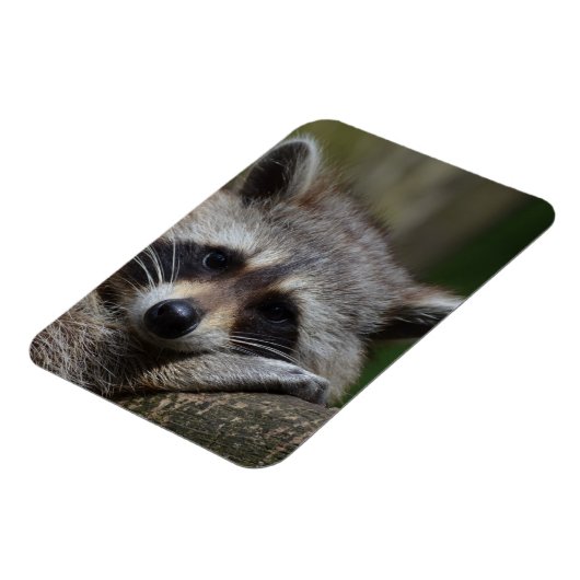 Raccoon Magnet (Linke Seite)