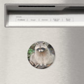 Raccoon Magnet (In Situ (Geschirrspüler))