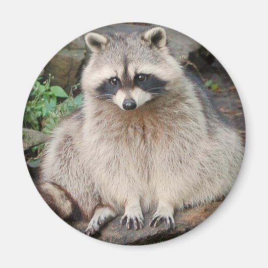 Raccoon Magnet (Vorne)