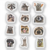 Raccoon Meme Funny Sticker Set Bundle (Vorderseite)