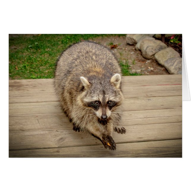 Raccoon mit Chip (Vorderseite (Horizontal))