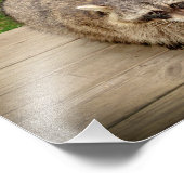 Raccoon mit Chip Fotodruck (Ecke)