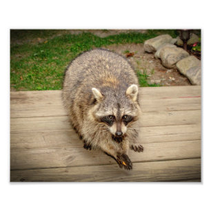 Raccoon mit Chip Fotodruck