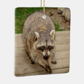Raccoon mit Chip Keramikornament (Rechts)