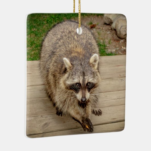 Raccoon mit Chip Keramikornament (Rechts)