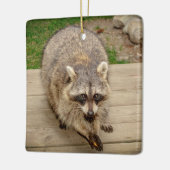 Raccoon mit Chip Keramikornament (Links)