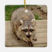 Raccoon mit Chip Keramikornament (Vorderseite)