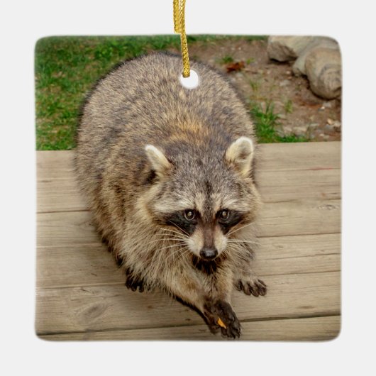 Raccoon mit Chip Keramikornament (Vorderseite)