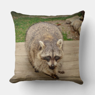 Raccoon mit Chip Kissen