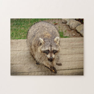 Raccoon mit Chip Puzzle