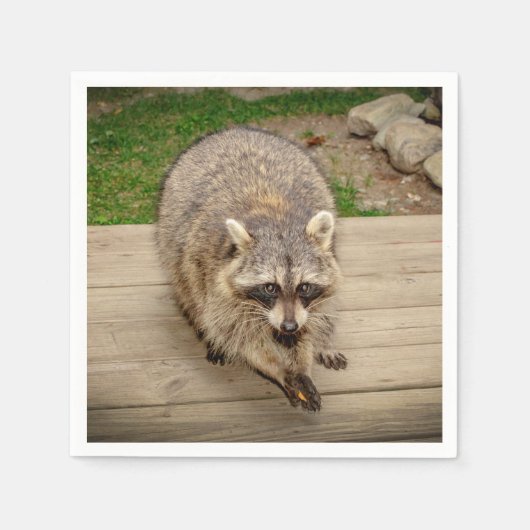 Raccoon mit Chip Serviette (Vorderseite)