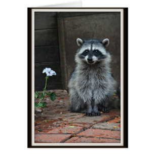 Raccoon mit weißer Blume