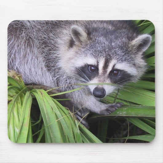 Raccoon Mousepad (Vorne)