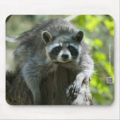 Raccoon Mousepad (Vorne)