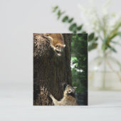 Raccoon Mutter und Kit 2 Postkarte (Stehend Vorderseite)
