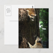 Raccoon Mutter und Kit 2 Postkarte (Vorne/Hinten)