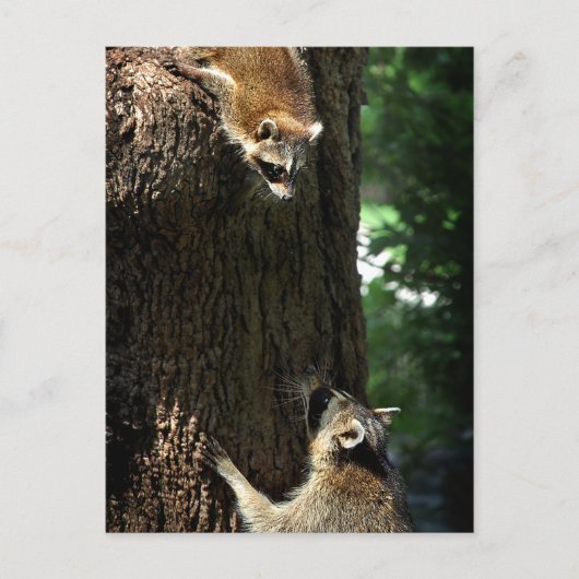 Raccoon Mutter und Kit 2 Postkarte (Vorderseite)