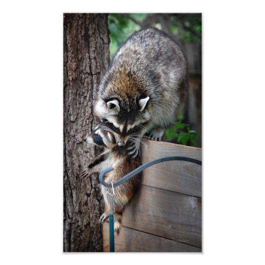 Raccoon Mutter und Kit 3 Fotodruck (Vorne)