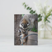 Raccoon Mutter und Kit 3 Postkarte (Stehend Vorderseite)