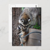 Raccoon Mutter und Kit 3 Postkarte (Vorne/Hinten)