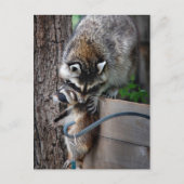 Raccoon Mutter und Kit 3 Postkarte (Vorderseite)