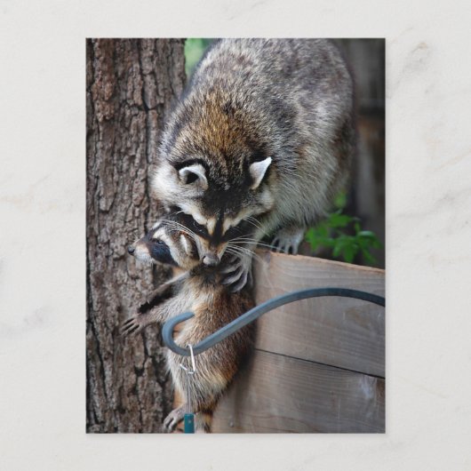 Raccoon Mutter und Kit 3 Postkarte (Vorderseite)