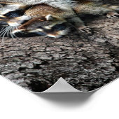 Raccoon Mutter und Kit Poster (Ecke)