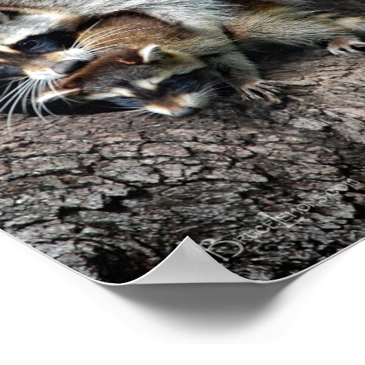 Raccoon Mutter und Kit Poster (Ecke)