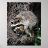 Raccoon Mutter und Kit Poster (Vorne)