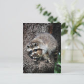 Raccoon Mutter und Kit Postkarte (Stehend Vorderseite)