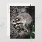 Raccoon Mutter und Kit Postkarte (Vorne/Hinten)