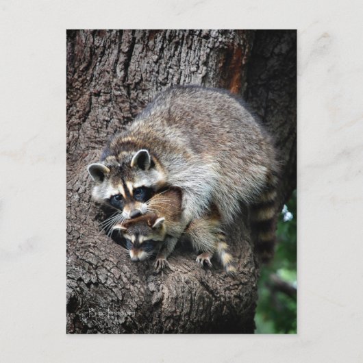 Raccoon Mutter und Kit Postkarte (Vorderseite)