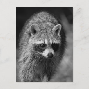 Raccoon Nah Up Portrait - Naturfotografie Postkarte