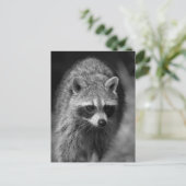 Raccoon Nah Up Portrait - Naturfotografie Postkarte (Stehend Vorderseite)