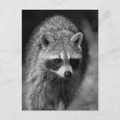 Raccoon Nah Up Portrait - Naturfotografie Postkarte (Vorderseite)