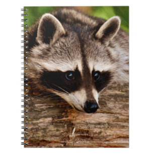 Raccoon Notizblock