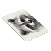 Raccoon Pencil Zeichnend Magnet (Rechte Seite)
