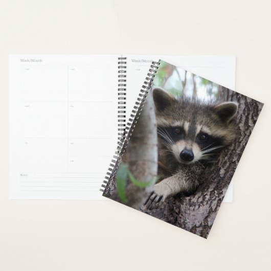 Raccoon Planer (Anzeige)