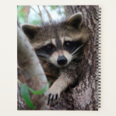 Raccoon Planer (Rückseite)