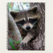 Raccoon Planer (Vorderseite)
